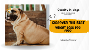 best weight loss dog food-1